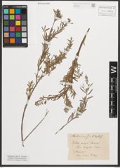 Foto von Salix nigra Marshall